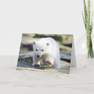 Niedliche Kleintiere Baby Polar Bear Karte