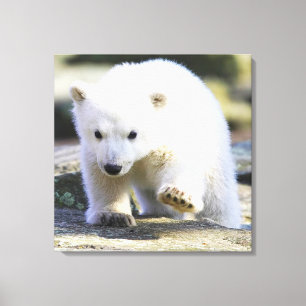 Niedliche Kleintiere   Baby Polar Bear Leinwanddruck