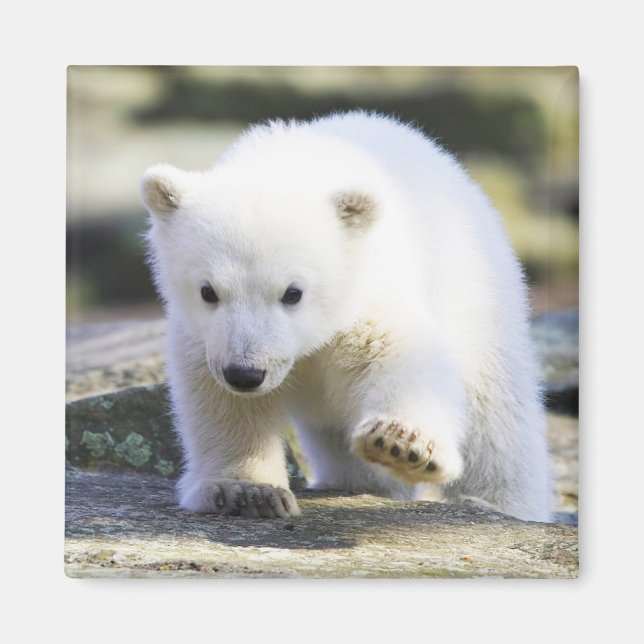 Niedliche Kleintiere | Baby Polar Bear Magnet (Vorne)