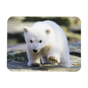 Niedliche Kleintiere   Baby Polar Bear Magnet