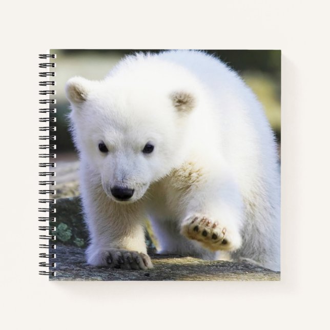 Niedliche Kleintiere | Baby Polar Bear Notizbuch (Vorderseite)