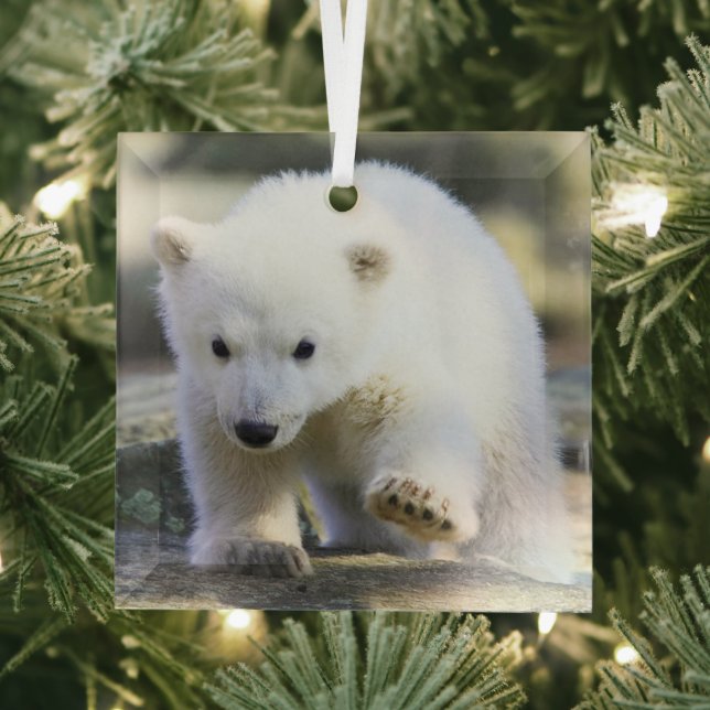 Niedliche Kleintiere | Baby Polar Bear Ornament Aus Glas (Insitu)