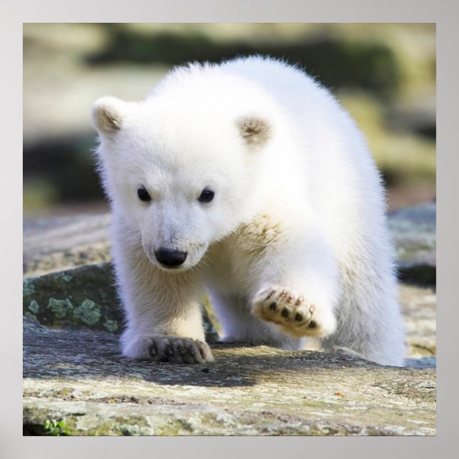 Niedliche Kleintiere | Baby Polar Bear Poster (Vorne)
