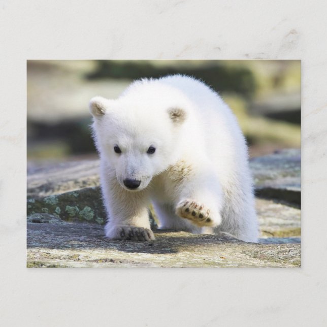 Niedliche Kleintiere | Baby Polar Bear Postkarte (Vorderseite)