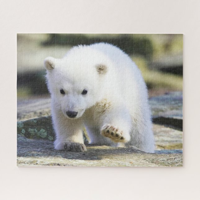 Niedliche Kleintiere | Baby Polar Bear Puzzle (Horizontal)