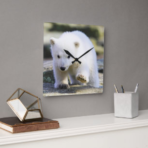 Niedliche Kleintiere Baby Polar Bear Quadratische Wanduhr