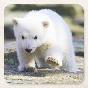 Niedliche Kleintiere Baby Polar Bear Rechteckiger Pappuntersetzer