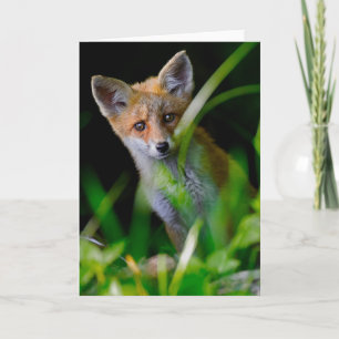 Niedliche Kleintiere Baby Red Fox Karte