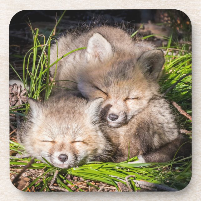 Niedliche Kleintiere | Baby Red Fox Kits Schlafen Getränkeuntersetzer (Vorderseite)