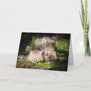 Niedliche Kleintiere   Baby Red Fox Kits Schlafen Karte