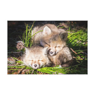Niedliche Kleintiere   Baby Red Fox Kits Schlafen Leinwanddruck