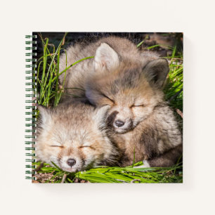Niedliche Kleintiere Baby Red Fox Kits Schlafen Notizbuch