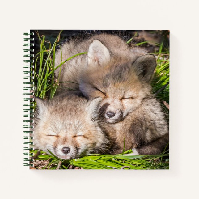 Niedliche Kleintiere | Baby Red Fox Kits Schlafen Notizbuch (Vorderseite)
