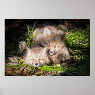 Niedliche Kleintiere   Baby Red Fox Kits Schlafen Poster