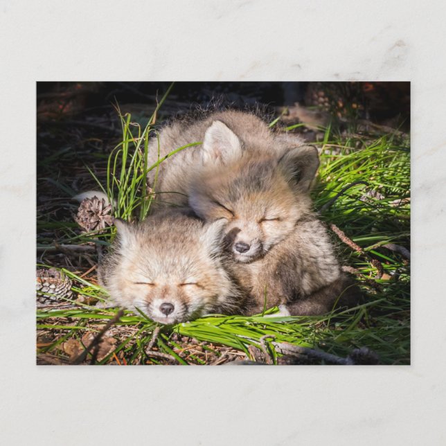 Niedliche Kleintiere | Baby Red Fox Kits Schlafen Postkarte (Vorderseite)