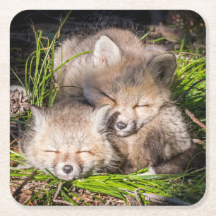 Niedliche Kleintiere Baby Red Fox Kits Schlafen Rechteckiger Pappuntersetzer