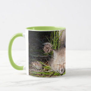 Niedliche Kleintiere   Baby Red Fox Kits Schlafen Tasse