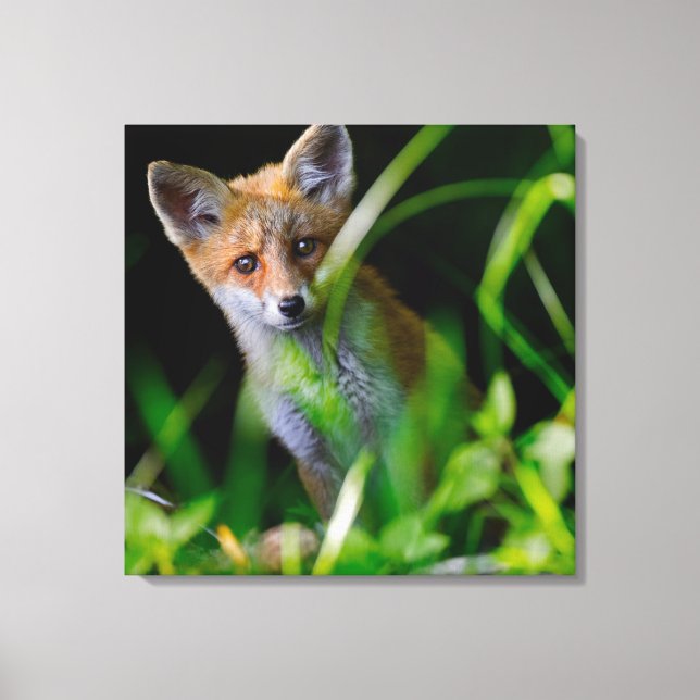 Niedliche Kleintiere | Baby Red Fox Leinwanddruck (Vorderseite)