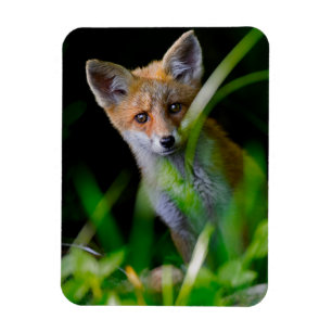 Niedliche Kleintiere   Baby Red Fox Magnet