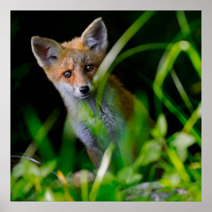 Niedliche Kleintiere   Baby Red Fox Poster