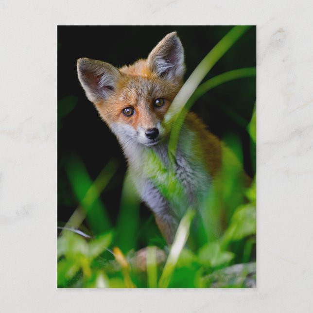 Niedliche Kleintiere | Baby Red Fox Postkarte (Vorderseite)