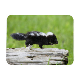 Niedliche Kleintiere Baby Skunk Magnet