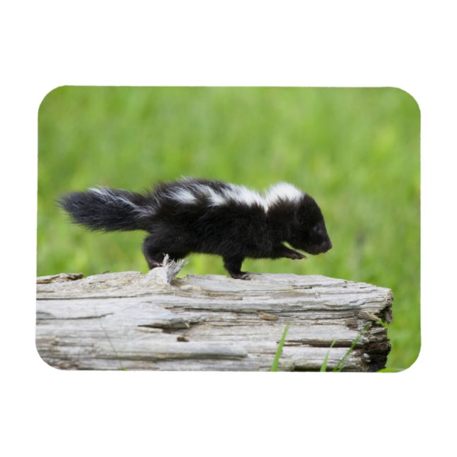 Niedliche Kleintiere | Baby Skunk Magnet (Horizontal)