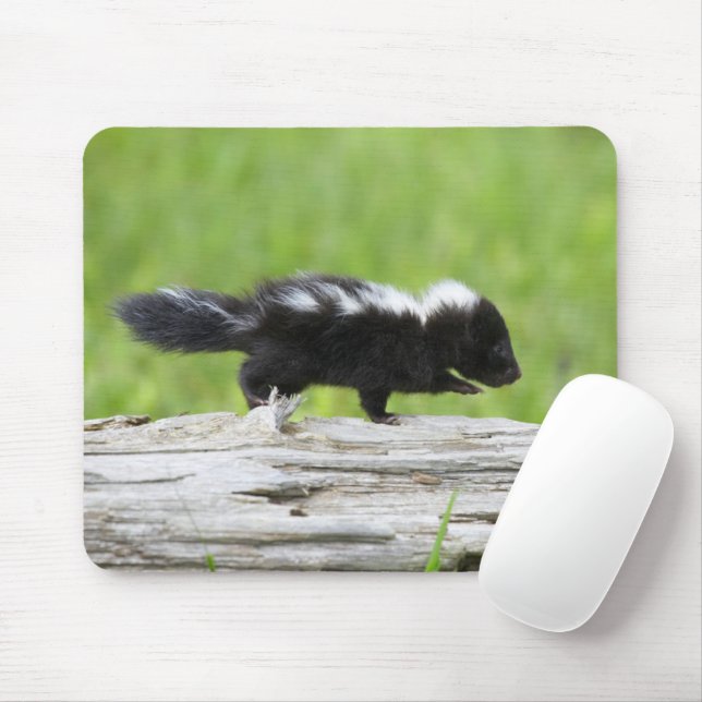 Niedliche Kleintiere | Baby Skunk Mousepad (Mit Mouse)