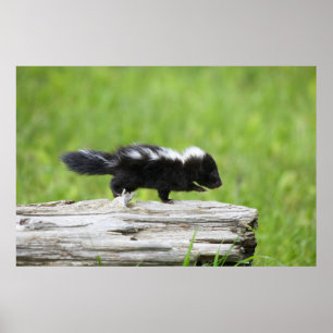Niedliche Kleintiere   Baby Skunk Poster