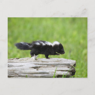 Niedliche Kleintiere   Baby Skunk Postkarte