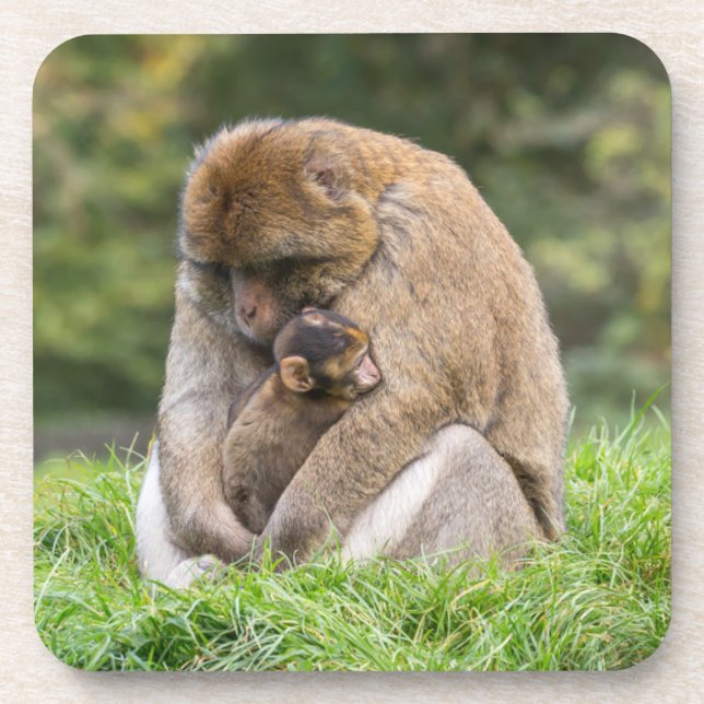 Niedliche Kleintiere | Barbary Macaque Family Getränkeuntersetzer (Vorderseite)