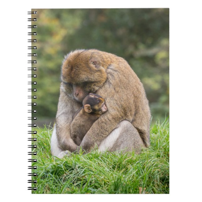 Niedliche Kleintiere | Barbary Macaque Family Notizblock (Vorderseite)