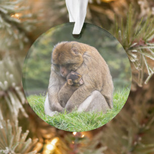 Niedliche Kleintiere   Barbary Macaque Family Ornament