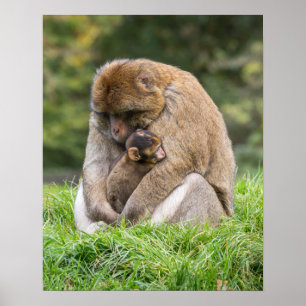 Niedliche Kleintiere   Barbary Macaque Family Poster