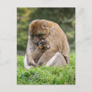 Niedliche Kleintiere   Barbary Macaque Family Postkarte