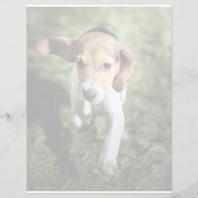 Niedliche Kleintiere | Beagle Welpe (Vorderseite)