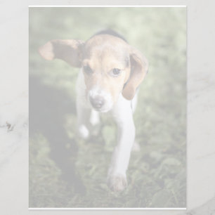 Niedliche Kleintiere Beagle Welpe