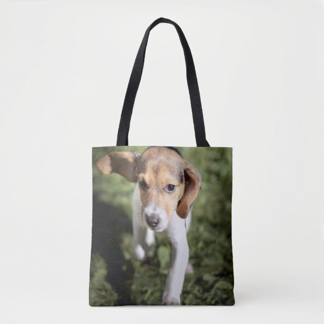 Niedliche Kleintiere | Beagle Welpe (Vorderseite)