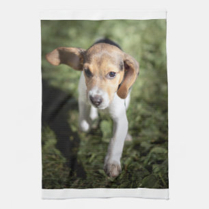 Niedliche Kleintiere   Beagle Welpe Geschirrtuch