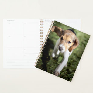 Niedliche Kleintiere   Beagle Welpe Planer