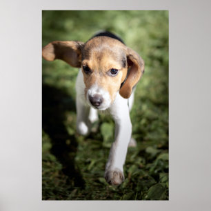 Niedliche Kleintiere   Beagle Welpe Poster
