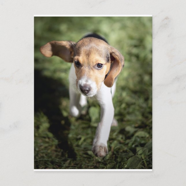 Niedliche Kleintiere | Beagle Welpe Postkarte (Vorderseite)