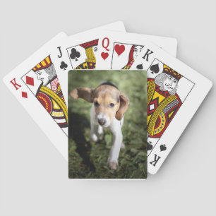 Niedliche Kleintiere   Beagle Welpe Spielkarten