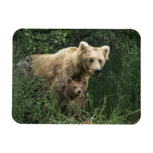 Niedliche Kleintiere Bear Mama Bear & Ihre Cubs Magnet