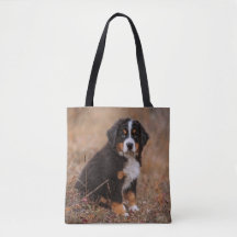 Niedliche Kleintiere | Bernese Mountain Dog
