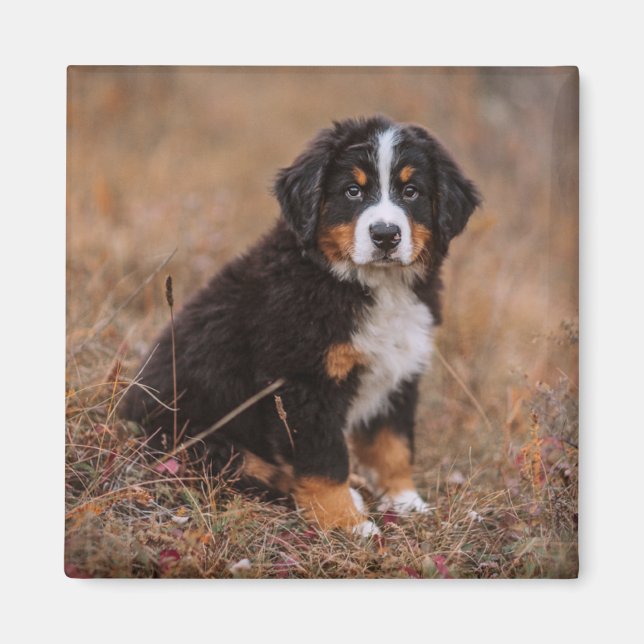 Niedliche Kleintiere | Bernese Mountain Dog Magnet (Vorne)