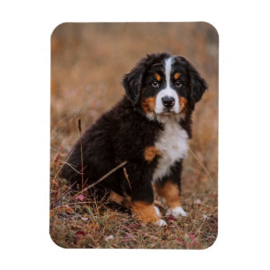 Niedliche Kleintiere   Bernese Mountain Dog Magnet