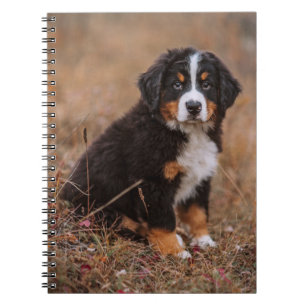 Niedliche Kleintiere   Bernese Mountain Dog Notizblock