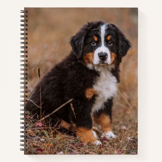 Niedliche Kleintiere | Bernese Mountain Dog Notizbuch (Vorderseite)