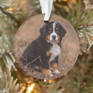 Niedliche Kleintiere   Bernese Mountain Dog Ornament